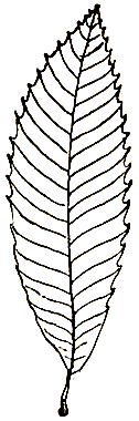 Маленькие дикари (др. перевод) i_024.png