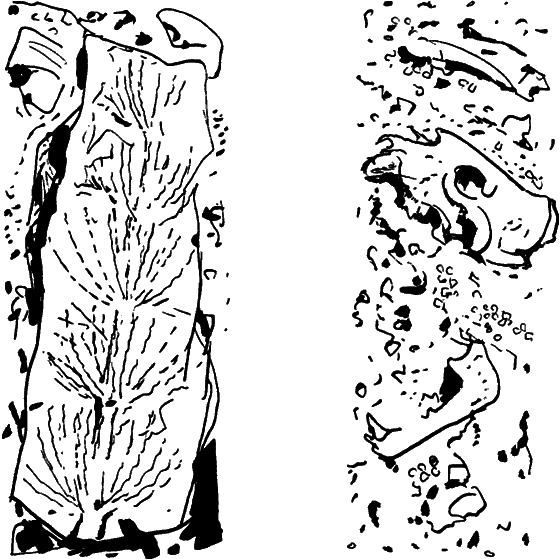 Диковинные звери i_005.png