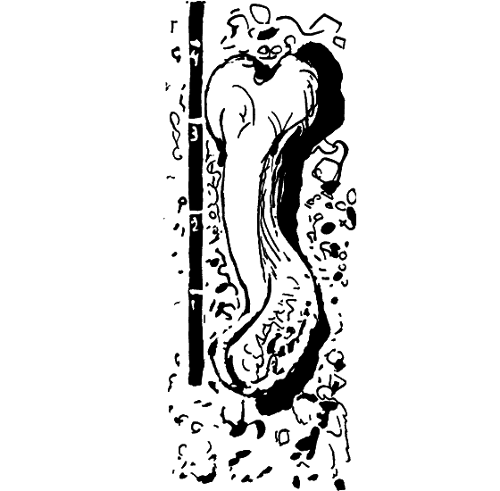 Диковинные звери i_013.png