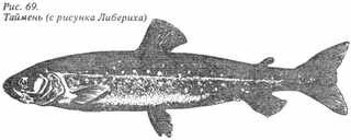 Рыбы России. Том первый _47.jpg