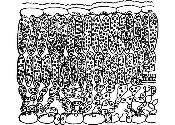 Путешествие в страну нектара i_006.png