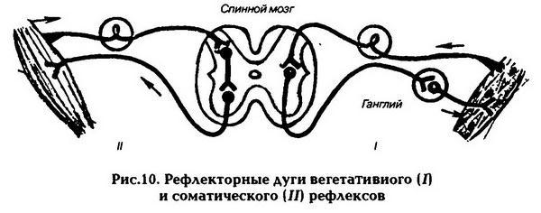 Нормальная физиология _11.jpg