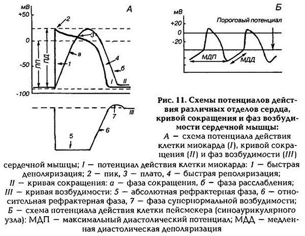 Нормальная физиология _12.jpg