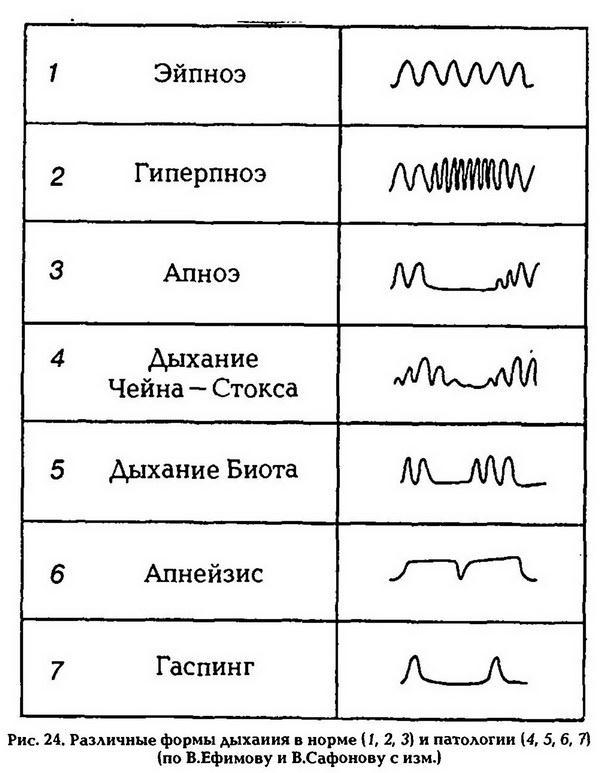 Нормальная физиология _25.jpg