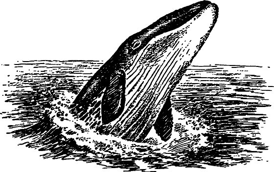 Существуют ли морские чудовища? i_004.png