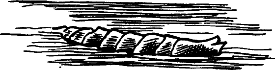 Существуют ли морские чудовища? i_016.png