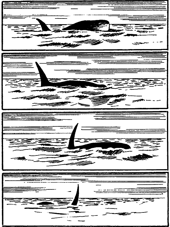 Существуют ли морские чудовища? i_005.png