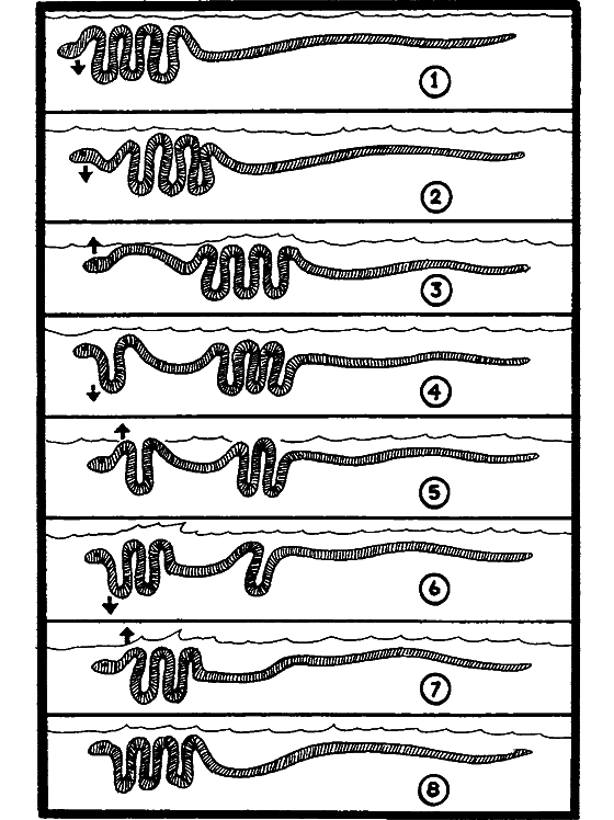Существуют ли морские чудовища? i_036.png