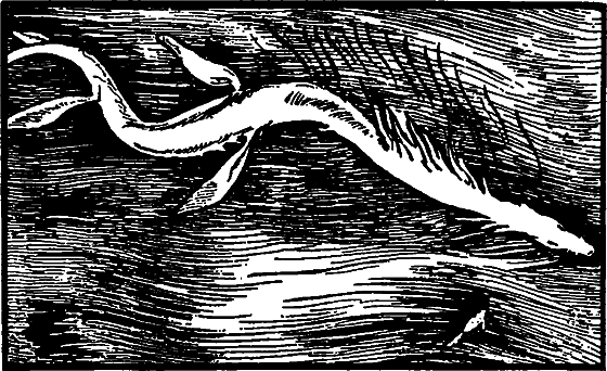 Существуют ли морские чудовища? i_042.png