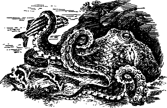 Существуют ли морские чудовища? i_045.png