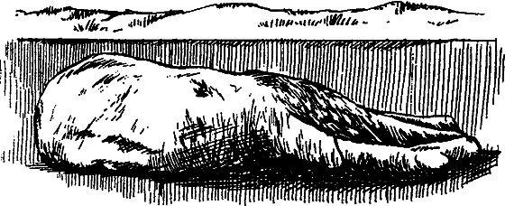 Существуют ли морские чудовища? i_048.png