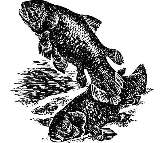 Существуют ли морские чудовища? i_006.png