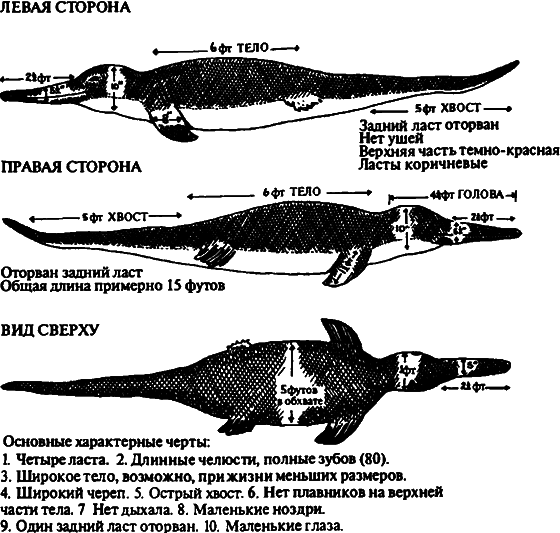 Существуют ли морские чудовища? i_068.png