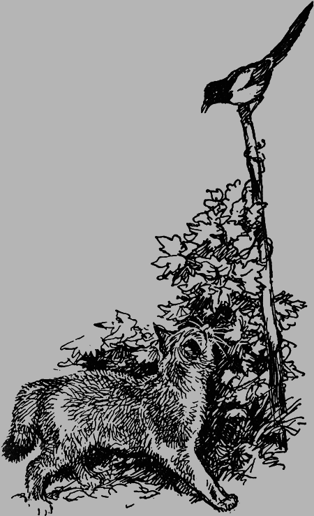 Заповедными тропами img092.png