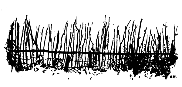 Заповедный мир Митуричей-Хлебниковых i_016.png
