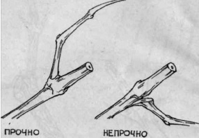 Умный виноградник для себя _23.jpg