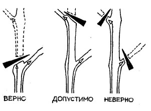 Умный виноградник для себя _24.jpg
