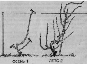 Умный виноградник для себя _31.jpg