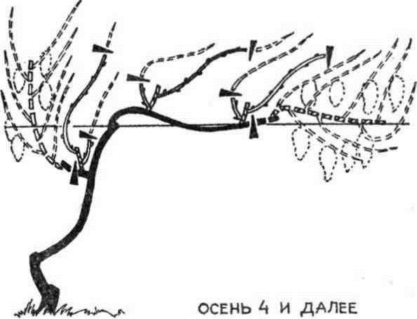 Умный виноградник для себя _34.jpg