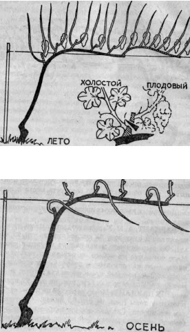Умный виноградник для себя _35.jpg