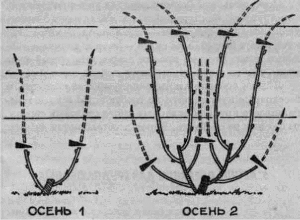 Умный виноградник для себя _40.jpg