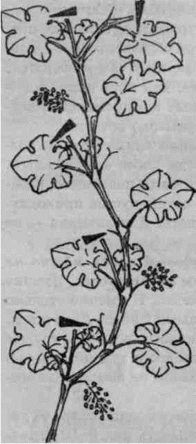 Умный виноградник для себя _42.jpg