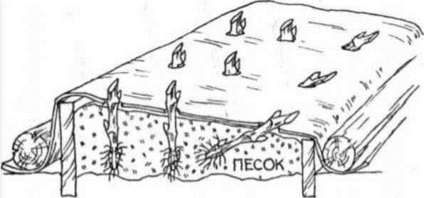 Умный виноградник для себя _5.jpg