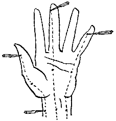 Тигр под наркозом image837.png