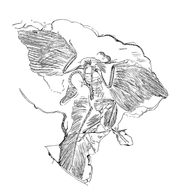Шея жирафа _22.jpg