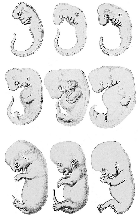 Шея жирафа _24.jpg