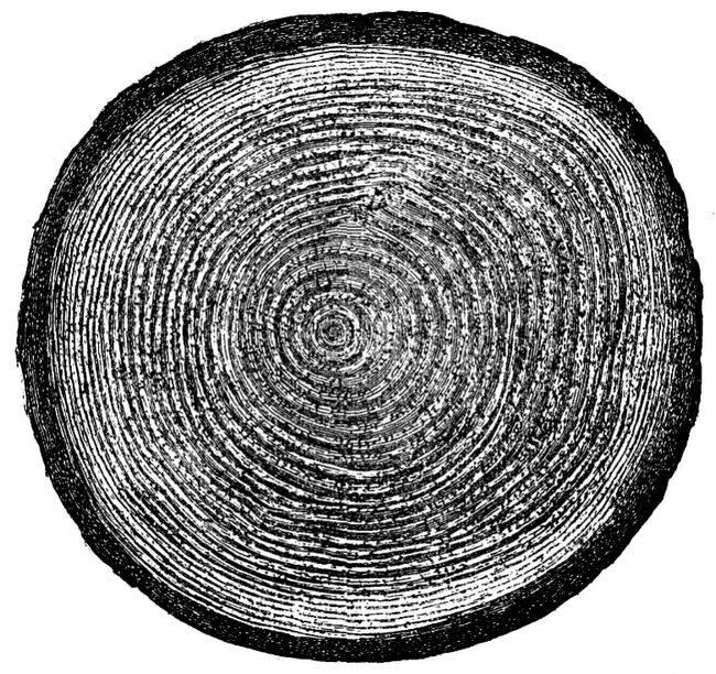 Шея жирафа _6.jpg
