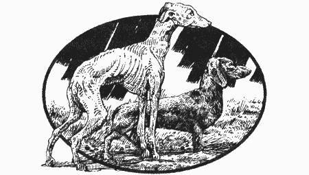 Приключения черной таксы _51.jpg