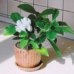 Целебные растения i_045.jpg