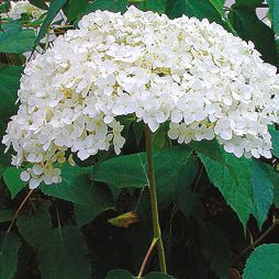 Целебные растения i_057.jpg