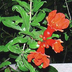 Целебные растения i_009.jpg