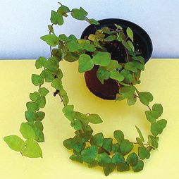 Целебные растения i_130.jpg