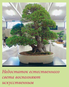 Бонсай _52.jpg