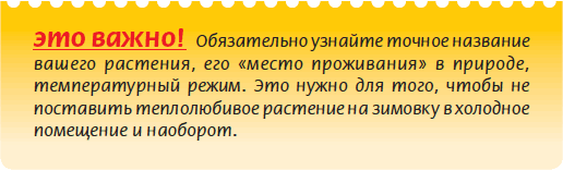 Бонсай _55.jpg