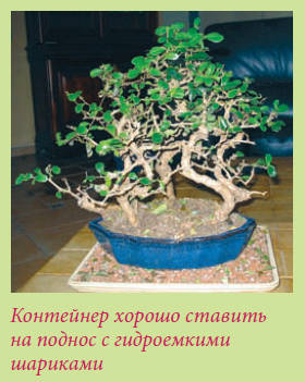 Бонсай _57.jpg