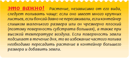 Бонсай _59.jpg