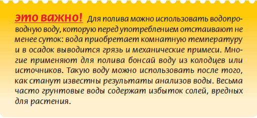 Бонсай _60.jpg