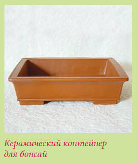 Бонсай _68.jpg