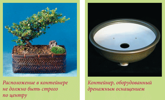 Бонсай _69.jpg