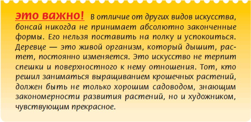 Бонсай _8.jpg