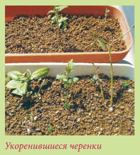 Бонсай _98.jpg
