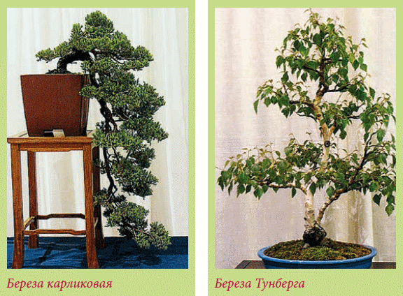 Бонсай _105.jpg