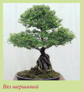 Бонсай _109.jpg