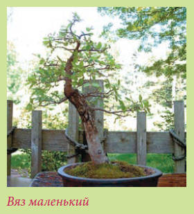 Бонсай _110.jpg