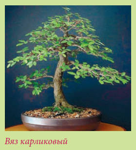 Бонсай _111.jpg