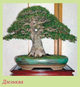 Бонсай _112.jpg